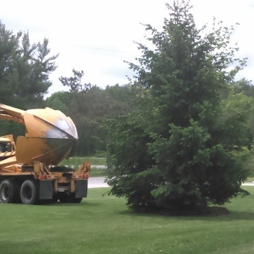 Tree Transplanting