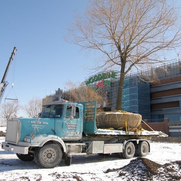 Tree Transplanting