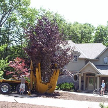 Tree Transplanting