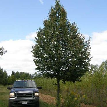 Tree & Truck