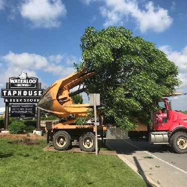 Tree Transplanting