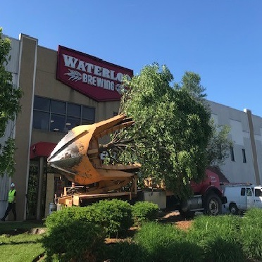 Tree Transplanting