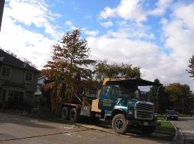 Tree Transplanting