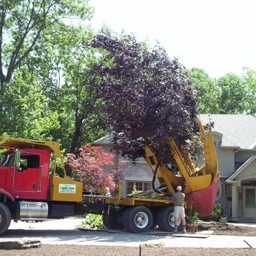 Tree Transplanting Truck